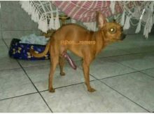 El perro del negro del whatsapp